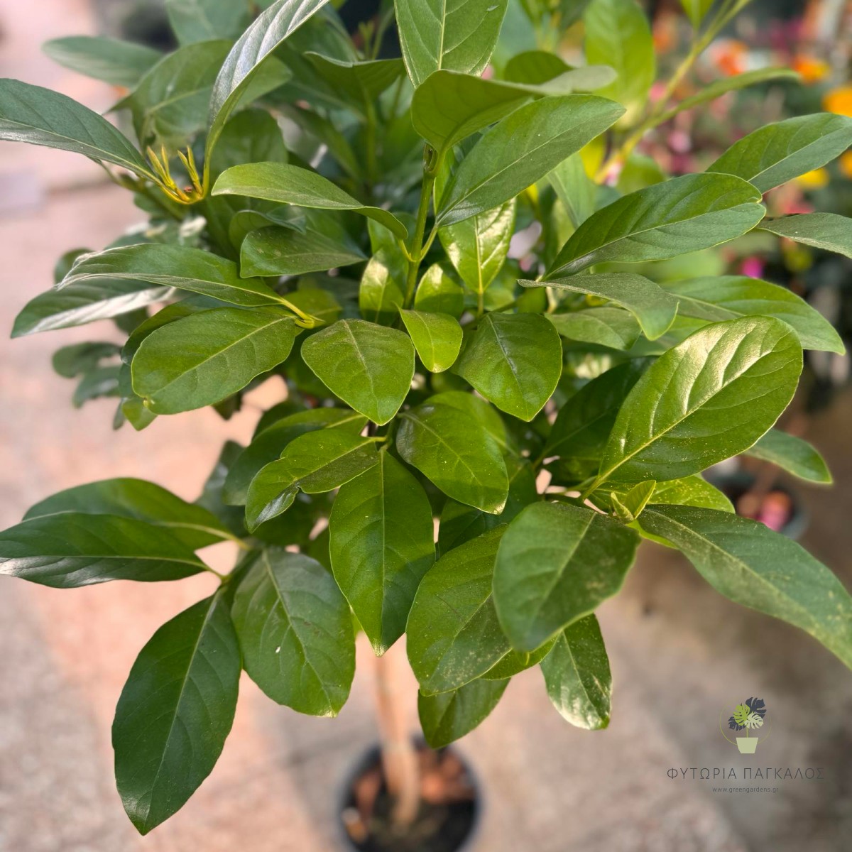 Βιβούρνο Λούσιντουμ (Viburnum lucidum) - 2